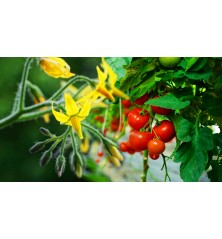 Biostimulant soluble CARAMINO' K sac 10 kg