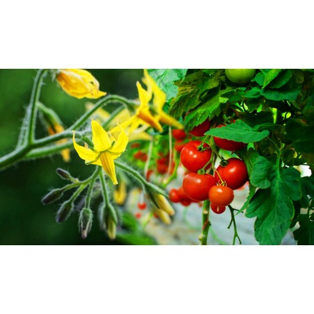 Biostimulant soluble CARAMINO' K sac 10 kg