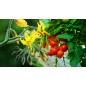 Biostimulant soluble CARAMINO' K sac 10 kg Biostimulant soluble CARAMINO' K sac 10 kg