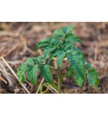Biostimulant soluble CARAMINO' N sac 20 kg