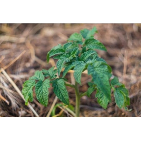 Biostimulant soluble CARAMINO' N sac 20 kg