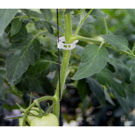 Clip tomate Ajouré 23 mm