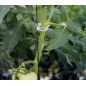 Clip tomate Ajouré 23 mm
