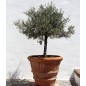 Terreau Agrumes et Plantes méditérranéenes  CARACTERE 40L