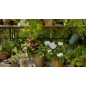 Terreau Horticole CARACTERE 20 L
