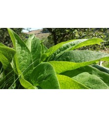 Extrait fermente Consoude, bidon 5.6 L