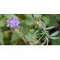 Extrait fermente Luzerne, bidon 10.9 L Extrait fermente Luzerne, bidon 10.9 L