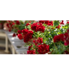 Engrais liquide geraniums et plantes fleuries 1 L