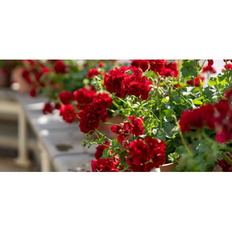 Engrais liquide geraniums et plantes fleuries 1 L