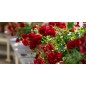 Engrais liquide geraniums et plantes fleuries 1 L