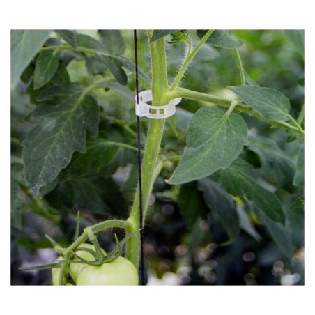 Clip tomate Ajouré Jumbo Optimax 25/27 mm. couleur blanc incolor