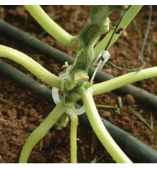 Clip courgette