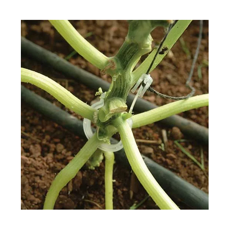 Clip courgette