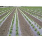 Film paillage biodégradable noir 15µ 1m40x1500m (microperf uniquement)
