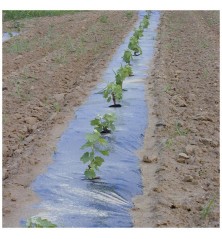 Film paillage Cellobio 80µ 1m10x100m
