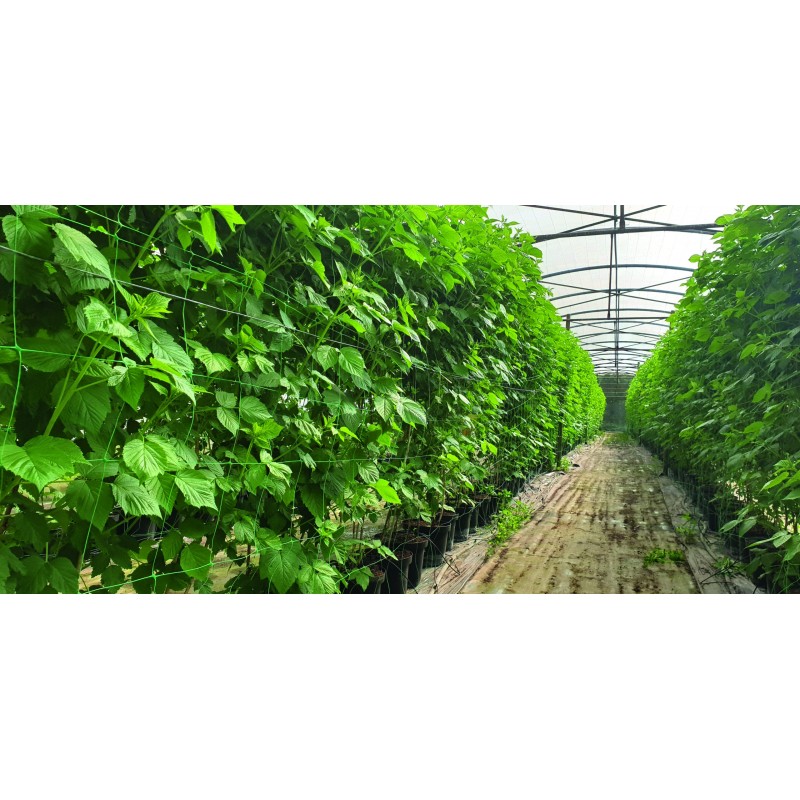 Filet a ramer extrudé VERT - 8,5g/m² (maille de 20 X 20 cm) 1mx500m Filet a ramer extrudé VERT - 8,5g/m² (maille de 20 X 20 cm) 1mx500m