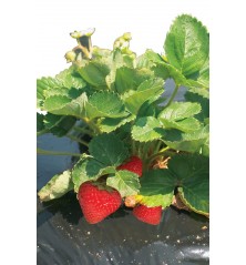 Film paillage Noir Spécial Fraise 50µ 1m40x750m